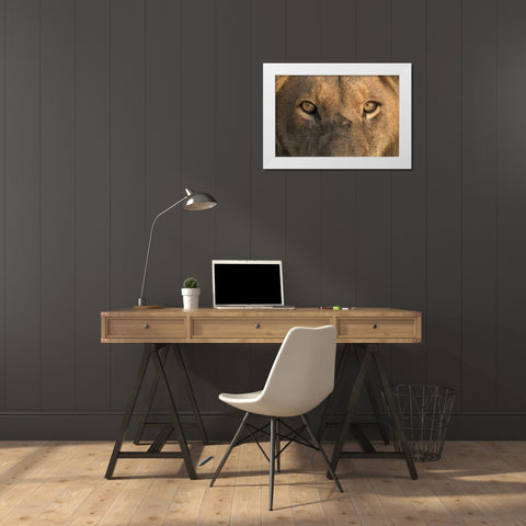 Africa, Namibia Male lion, Namibia White Modern Wood Framed Art Print by Zuckerman, Jim