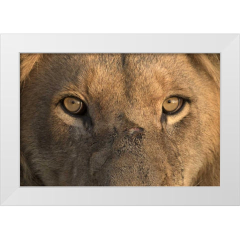 Africa, Namibia Male lion, Namibia White Modern Wood Framed Art Print by Zuckerman, Jim