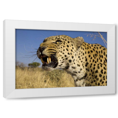 Africa, Namibia Leopard snarling White Modern Wood Framed Art Print by Zuckerman, Jim