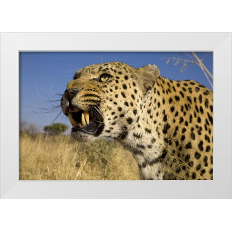 Africa, Namibia Leopard snarling White Modern Wood Framed Art Print by Zuckerman, Jim