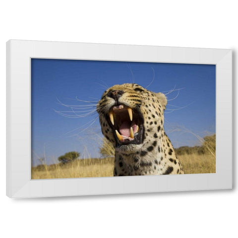 Africa, Namibia Leopard snarling White Modern Wood Framed Art Print by Zuckerman, Jim