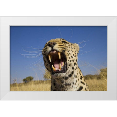 Africa, Namibia Leopard snarling White Modern Wood Framed Art Print by Zuckerman, Jim