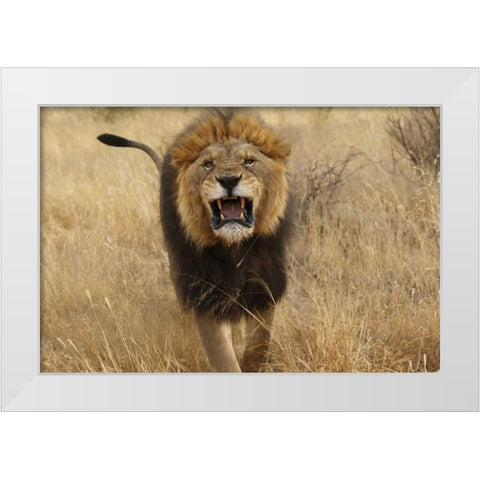 Africa, Namibia Aggressive male lion White Modern Wood Framed Art Print by Zuckerman, Jim