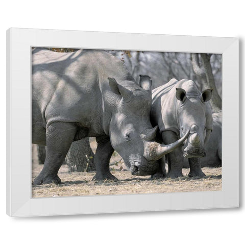 Africa, Namibia White rhino mother and calf White Modern Wood Framed Art Print by Zuckerman, Jim