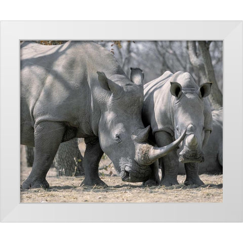 Africa, Namibia White rhino mother and calf White Modern Wood Framed Art Print by Zuckerman, Jim