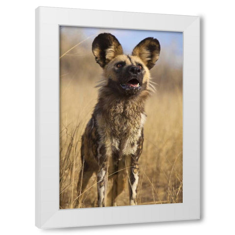 Africa, Namibia Wild dog close-up White Modern Wood Framed Art Print by Zuckerman, Jim