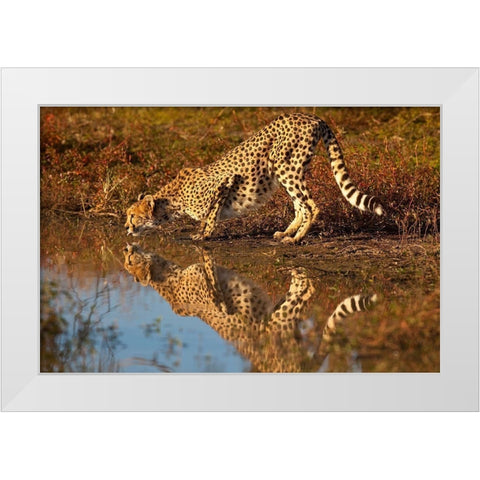 Namibia Adult cheetah drinking and reflecting in water White Modern Wood Framed Art Print by Jaynes Gallery
