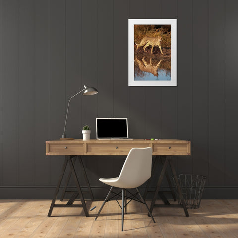 Namibia Adult cheetah reflecting in water White Modern Wood Framed Art Print by Jaynes Gallery