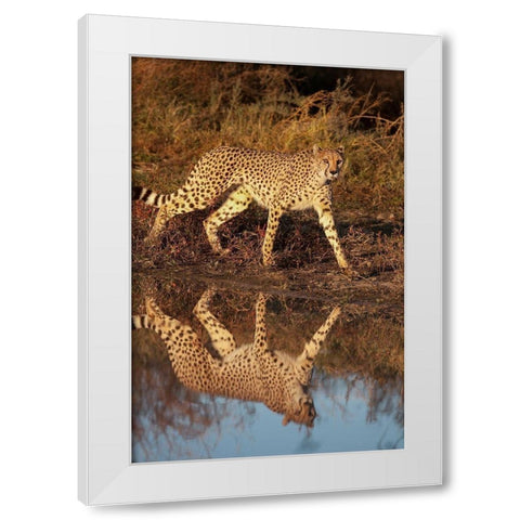 Namibia Adult cheetah reflecting in water White Modern Wood Framed Art Print by Jaynes Gallery