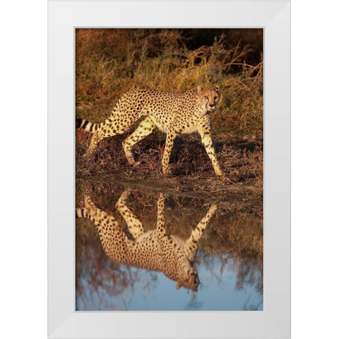 Namibia Adult cheetah reflecting in water White Modern Wood Framed Art Print by Jaynes Gallery