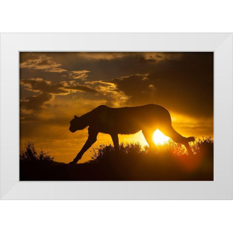 Namibia Cheetah silhouette at sunset White Modern Wood Framed Art Print by Jaynes Gallery