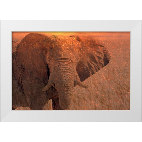 Africa-Namibia-Montage of elephant at sunrise White Modern Wood Framed Art Print by Jaynes Gallery