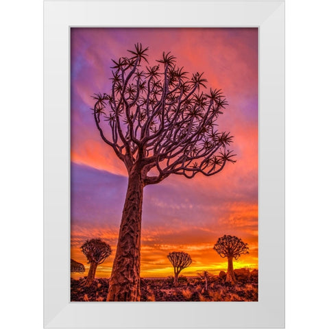 Africa-Namibia-Quiver trees at sunset White Modern Wood Framed Art Print by Jaynes Gallery