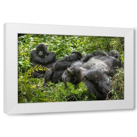 Africa-Rwanda-Volcanoes National Park-Mountain Gorillas resting in rainforest White Modern Wood Framed Art Print by Souders, Paul