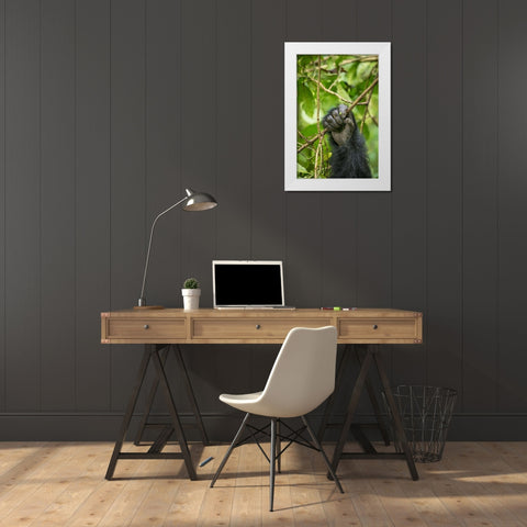 Africa-Rwanda-Volcanoes National Park-Close-up of Mountain Gorillas hand gripping vines White Modern Wood Framed Art Print by Souders, Paul