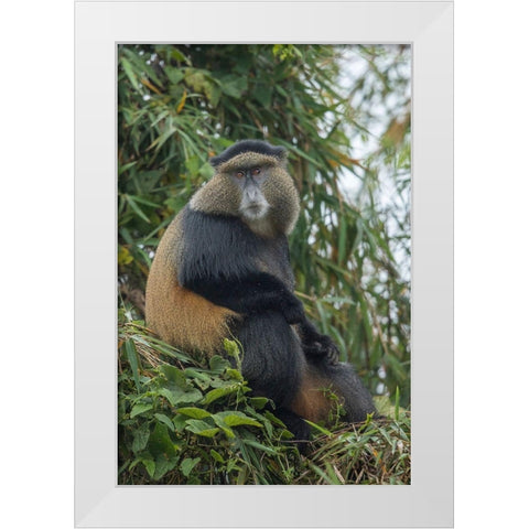 Africa-Rwanda-Volcanoes National Park-Golden Monkey in Virunga Mountains White Modern Wood Framed Art Print by Souders, Paul