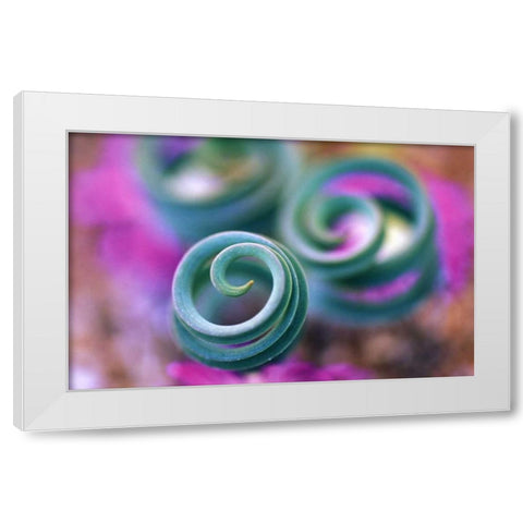 South Namaqualand, Curled lily leaves White Modern Wood Framed Art Print by Rotenberg, Nancy