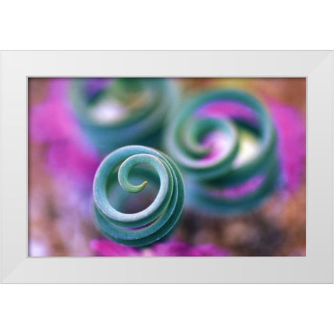 South Namaqualand, Curled lily leaves White Modern Wood Framed Art Print by Rotenberg, Nancy