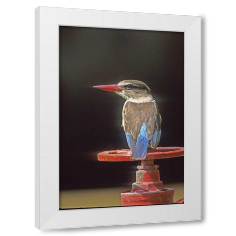 South Kruger NP Brown-hooded kingfisher on wheel White Modern Wood Framed Art Print by Williams, Joanne