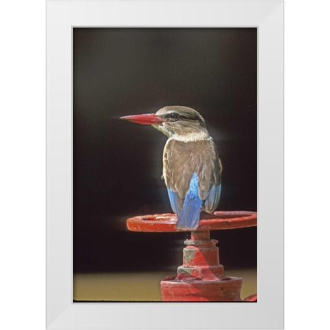 South Kruger NP Brown-hooded kingfisher on wheel White Modern Wood Framed Art Print by Williams, Joanne