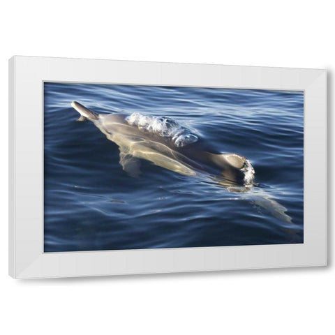 South Cape Town A bottlenose dolphin White Modern Wood Framed Art Print by Anon, Josh