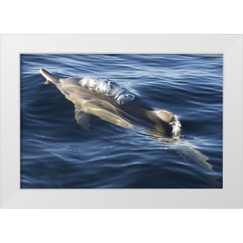 South Cape Town A bottlenose dolphin White Modern Wood Framed Art Print by Anon, Josh