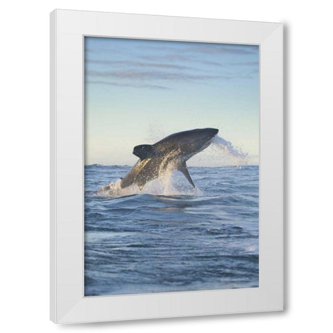 South Cape Town A great white shark hunting White Modern Wood Framed Art Print by Anon, Josh