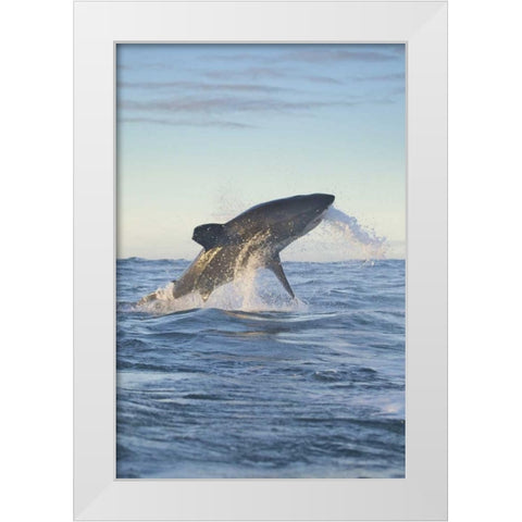 South Cape Town A great white shark hunting White Modern Wood Framed Art Print by Anon, Josh