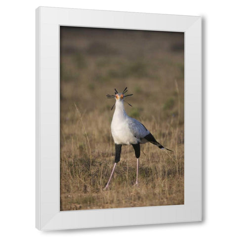 South Port Elizabeth A secretary bird portrait White Modern Wood Framed Art Print by Anon, Josh