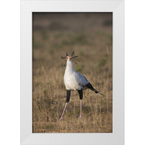 South Port Elizabeth A secretary bird portrait White Modern Wood Framed Art Print by Anon, Josh