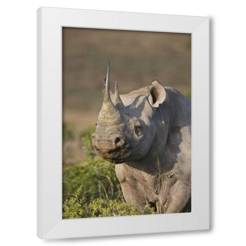 South Africa, Port Elizabeth, Black rhino grazing White Modern Wood Framed Art Print by Anon, Josh