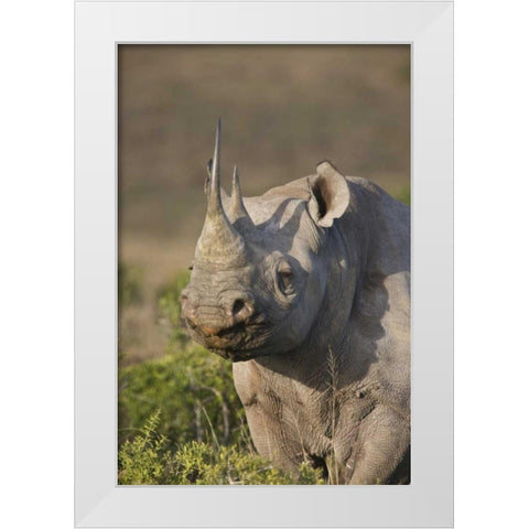South Africa, Port Elizabeth, Black rhino grazing White Modern Wood Framed Art Print by Anon, Josh