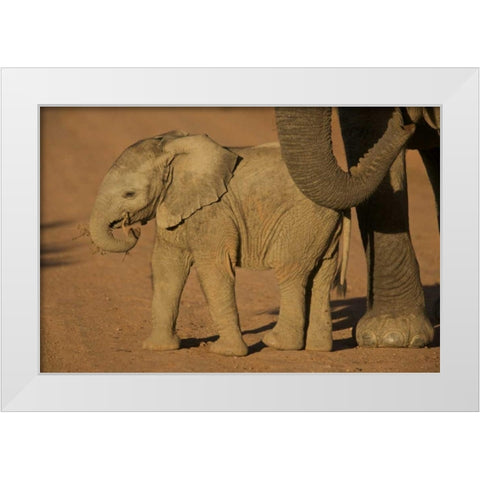 South Africa Baby elephant plays with a branch White Modern Wood Framed Art Print by Anon, Josh