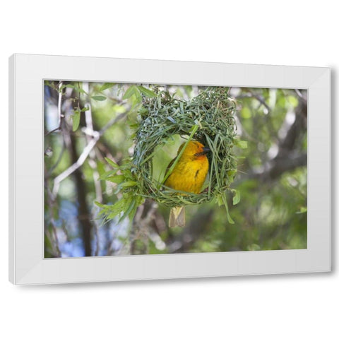 Slender-billed Weaver, Kamieskroon, South Africa White Modern Wood Framed Art Print by Young, Bill