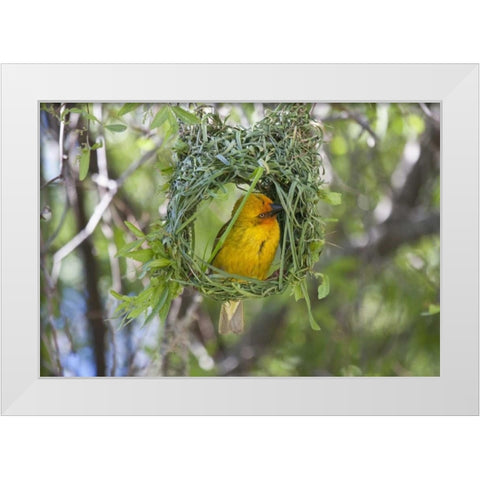 Slender-billed Weaver, Kamieskroon, South Africa White Modern Wood Framed Art Print by Young, Bill