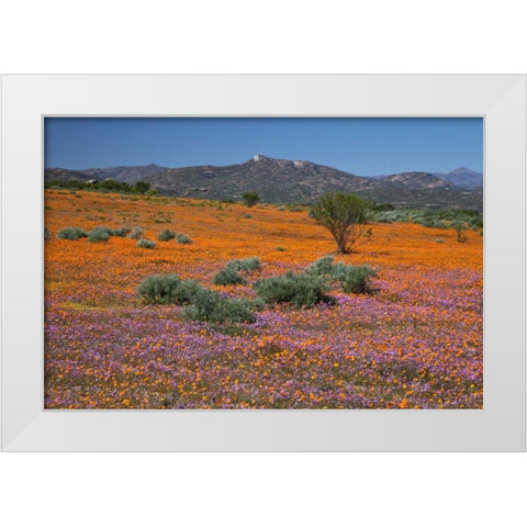 Orange purple blossoms, Namaqua NP, South Africa White Modern Wood Framed Art Print by Young, Bill