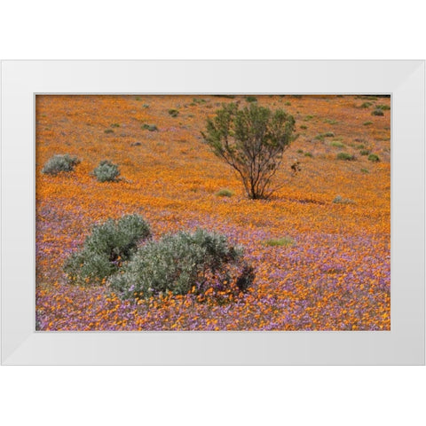 Blossoms in Namaqua NP, Namaqualand, South Africa White Modern Wood Framed Art Print by Young, Bill
