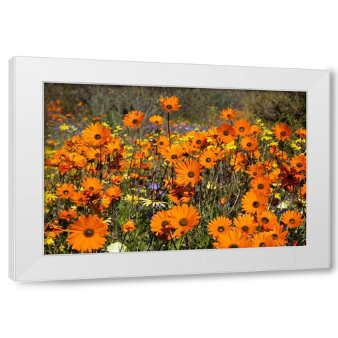 flowers in Namaqua NP, Namaqualand, South Africa White Modern Wood Framed Art Print by Young, Bill