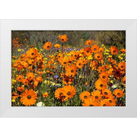 flowers in Namaqua NP, Namaqualand, South Africa White Modern Wood Framed Art Print by Young, Bill