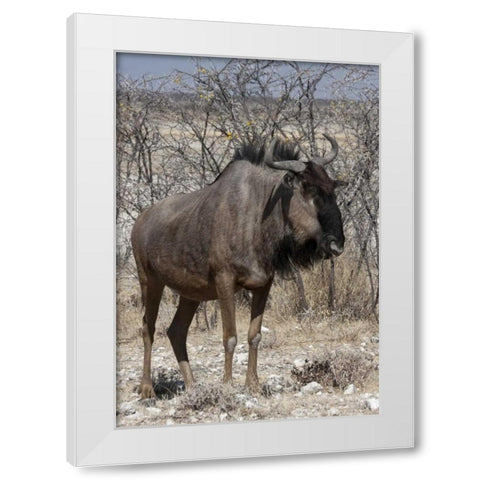 Solitary wildebeest, Etosha NP, Namibia White Modern Wood Framed Art Print by Young, Bill
