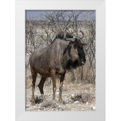 Solitary wildebeest, Etosha NP, Namibia White Modern Wood Framed Art Print by Young, Bill