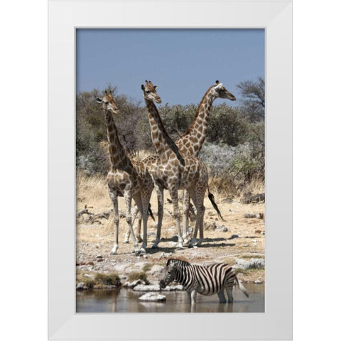 Giraffe and zebra at water, Etosha NP, Namibia White Modern Wood Framed Art Print by Young, Bill