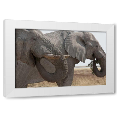 Two elephants eating plants, Etosha NP, Namibia White Modern Wood Framed Art Print by Young, Bill