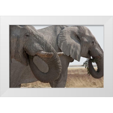 Two elephants eating plants, Etosha NP, Namibia White Modern Wood Framed Art Print by Young, Bill