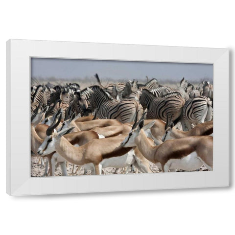 Springboks and zebras, Etosha NP, Namibia White Modern Wood Framed Art Print by Young, Bill