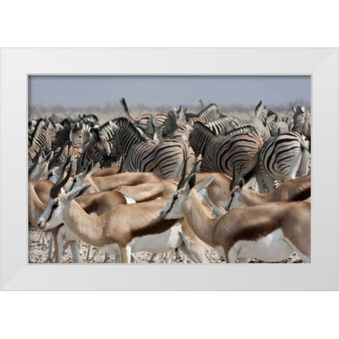 Springboks and zebras, Etosha NP, Namibia White Modern Wood Framed Art Print by Young, Bill