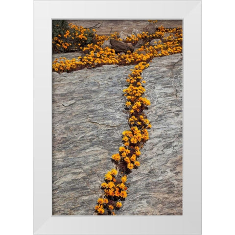 South Namaqualand Flower blossoms among rocks White Modern Wood Framed Art Print by Young, Bill