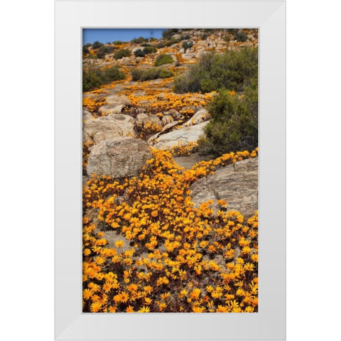 South Namaqualand Flower blossoms among rocks White Modern Wood Framed Art Print by Young, Bill