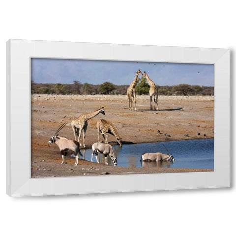 Namibia, Etosha NP Oryx and giraffe at Chudop White Modern Wood Framed Art Print by Young, Bill