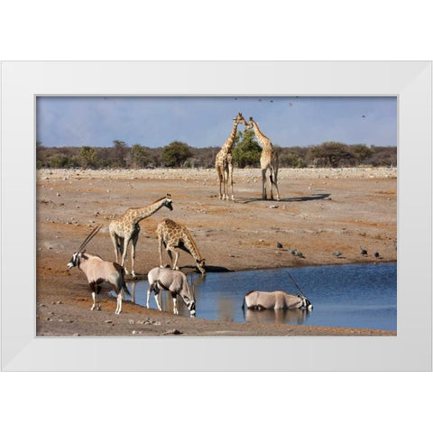 Namibia, Etosha NP Oryx and giraffe at Chudop White Modern Wood Framed Art Print by Young, Bill